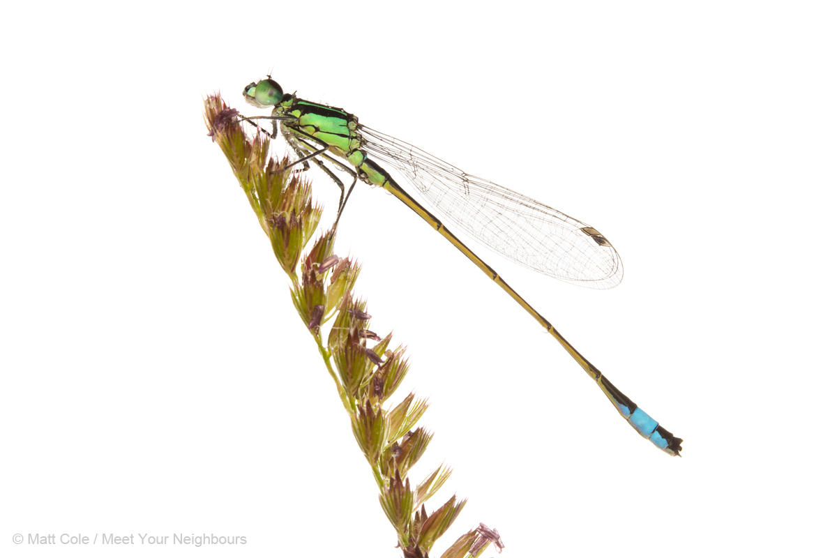 MYN Blue-Tailed Damselfly